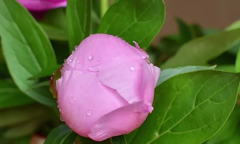Peony blooming